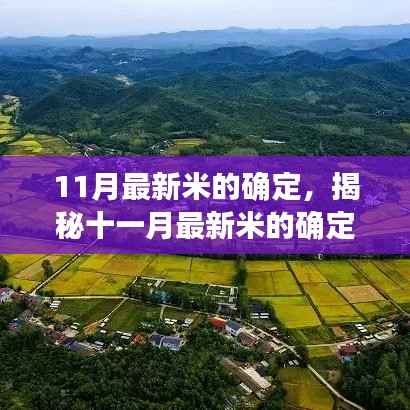揭秘十一月最新米确定过程,科技引领稻米品质革新篇章