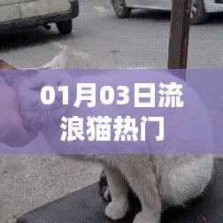 流浪猫热门话题，关注与救助，爱心行动在行动