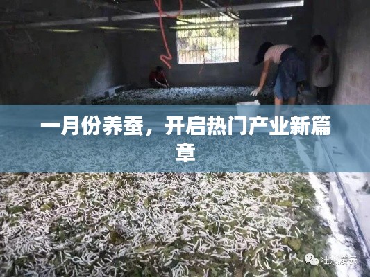 一月份养蚕开启产业新篇章