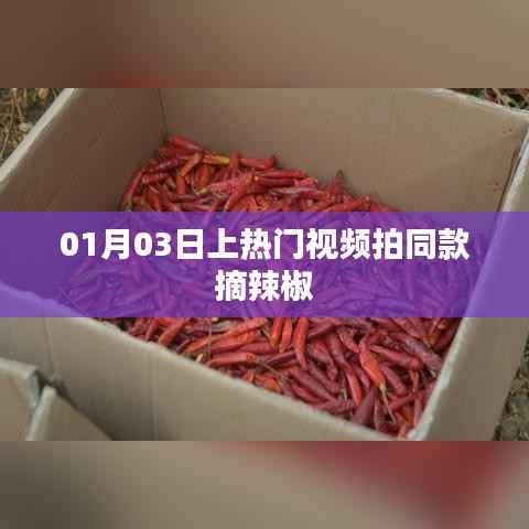 热门摘辣椒视频教程,轻松掌握拍摄技巧