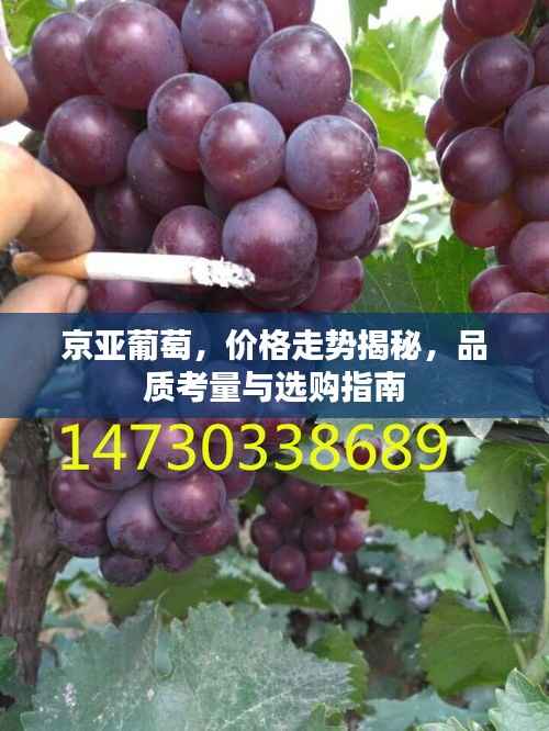 京亚葡萄,价格走势揭秘,品质考量与选购指南