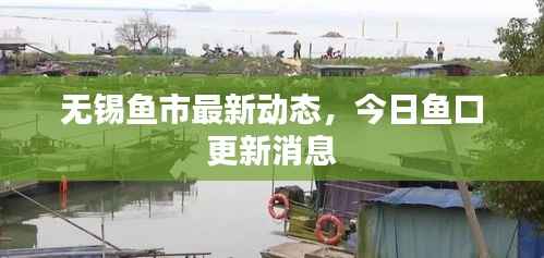 无锡鱼市最新动态,今日鱼口更新消息