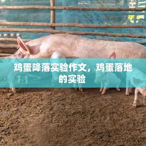 鸡蛋降落实验作文,鸡蛋落地的实验