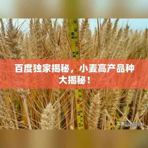 百度独家揭秘,小麦高产品种大揭秘!