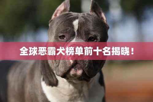 全球恶霸犬榜单前十名揭晓!