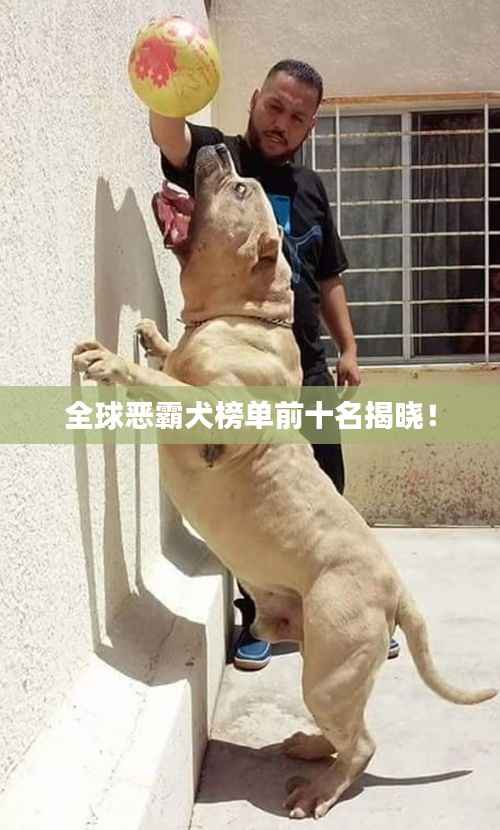 全球恶霸犬榜单前十名揭晓!