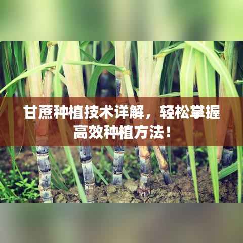 甘蔗种植技术详解,轻松掌握高效种植方法!