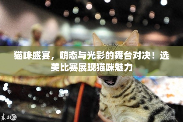 猫咪盛宴,萌态与光彩的舞台对决!选美比赛展现猫咪魅力