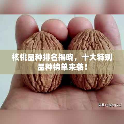 核桃品种排名揭晓,十大特别品种榜单来袭!