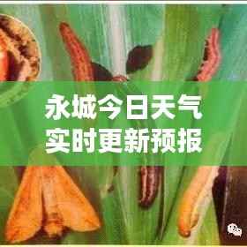 永城今日天气实时更新预报通知