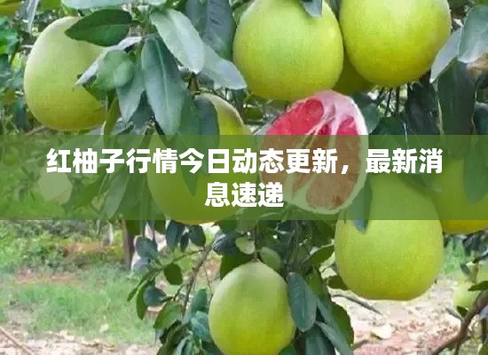 红柚子行情今日动态更新,最新消息速递