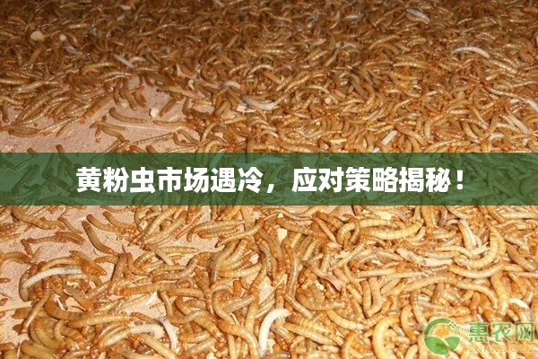 黄粉虫市场遇冷,应对策略揭秘!