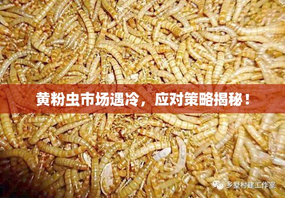 黄粉虫市场遇冷,应对策略揭秘!