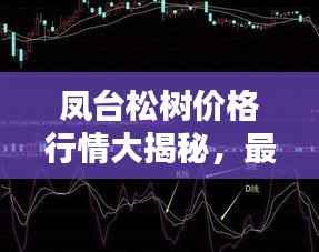 凤台松树价格行情大揭秘,最新报价与趋势分析